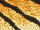 Fabric Color: Tiger