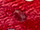 Fabric Color: PolkaFit Red