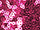 Fabric Color: Dark Pink