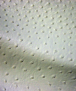 Ostrich Textured leatherette Soliena 