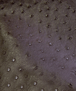 Ostrich Textured leatherette Soliena 
