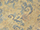 Bartlett Upholstery Fabric