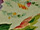 Botanic Curtain Fabric
