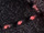 Bentley Stitch - (Double Diamond Narrow)