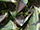 Army Camouflage Print - Drill