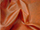 Fabric Color: Flame Red (16)