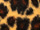 Fabric Color: Leopard