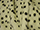 Fabric Color: Dalmation
