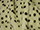 Fabric Color: Dalmation