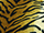 Fabric Color: Tiger 19