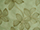 Carnival Collection (Pampas)