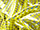 Diamond Satin (462)