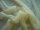Chiffon Wide