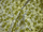 Elba Curtain Fabric