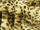 Cheetah Print Fur