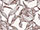 Cecily Curtain Fabric
